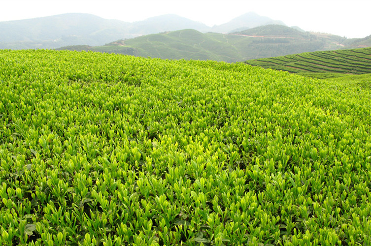 福建安溪铁观音茶叶 清香型乌龙茶