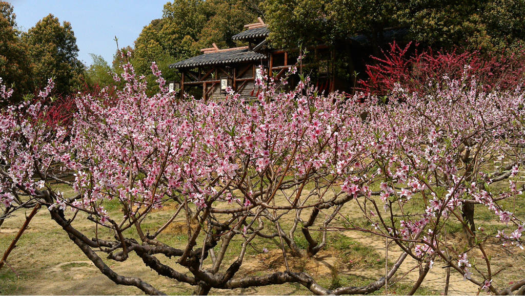 桃园三国城里:无锡的桃花也开了,狼的诱惑exo世勋攻略图片