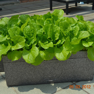 花盆容器-家庭无土栽培蔬菜设备 叶菜草莓花卉