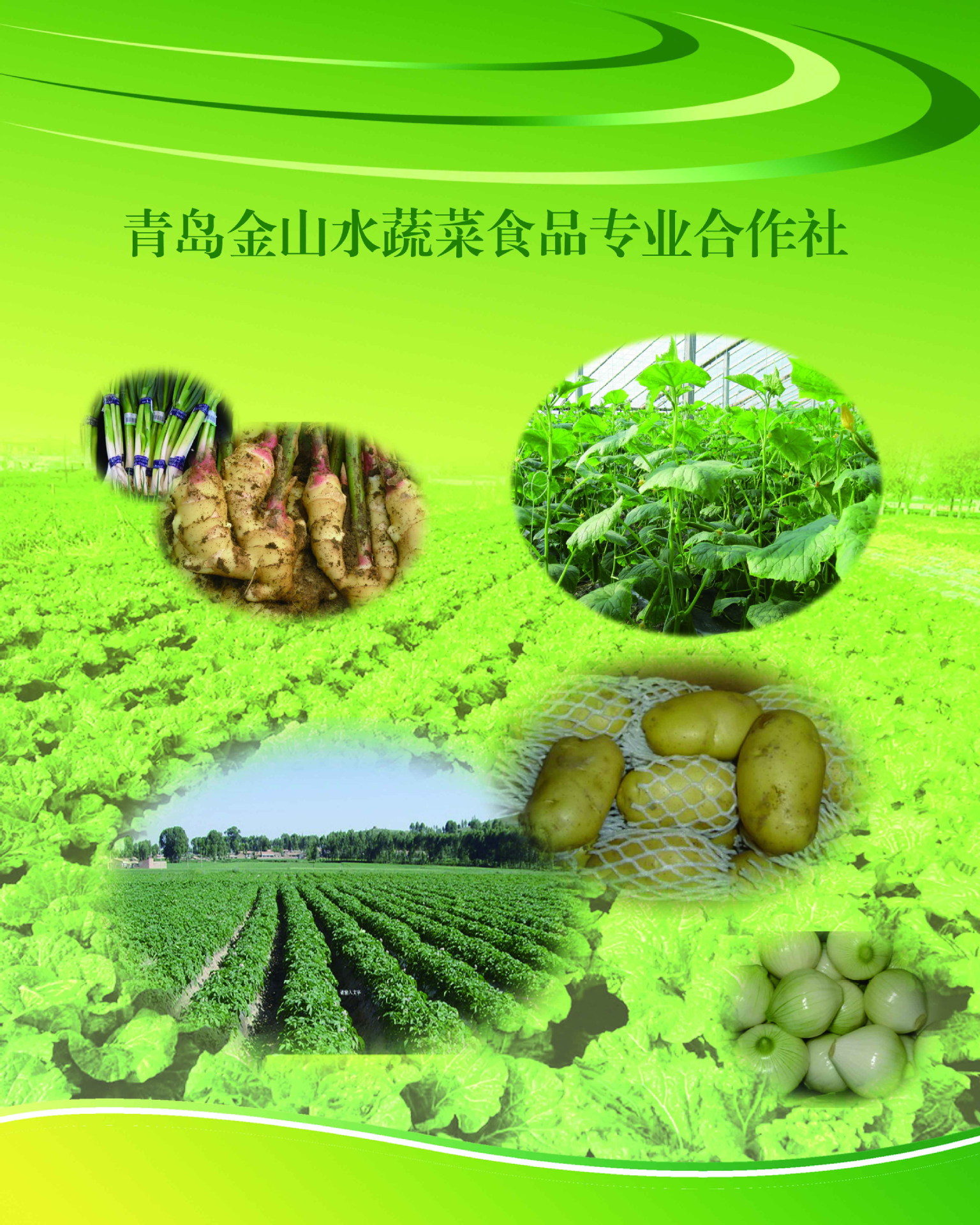 青岛无公害蔬菜基地(金山水合作社)供应大量优质西红柿