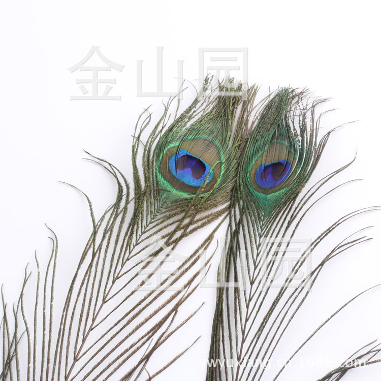 厂家直销大量供应优质孔雀毛25-30cm 天然孔雀羽毛批发
