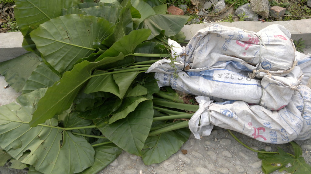 【批发供应老虎芋滴水观音广东狼毒野芋独脚莲