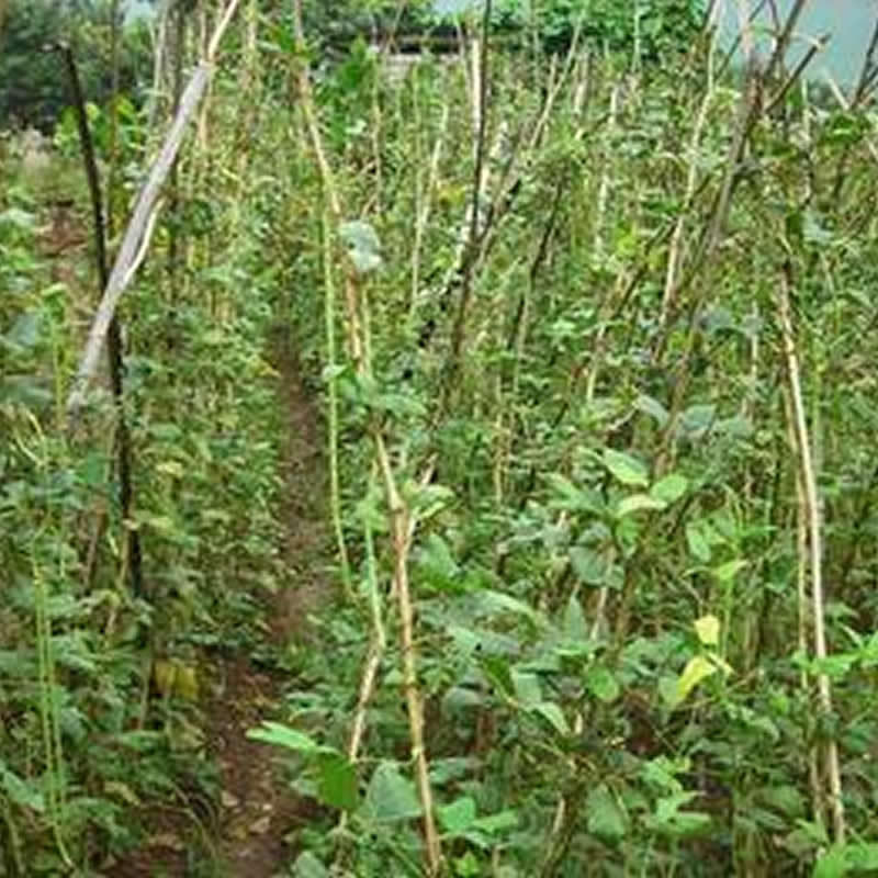 【供应优质东北特产白麻豇豆、花豇豆】