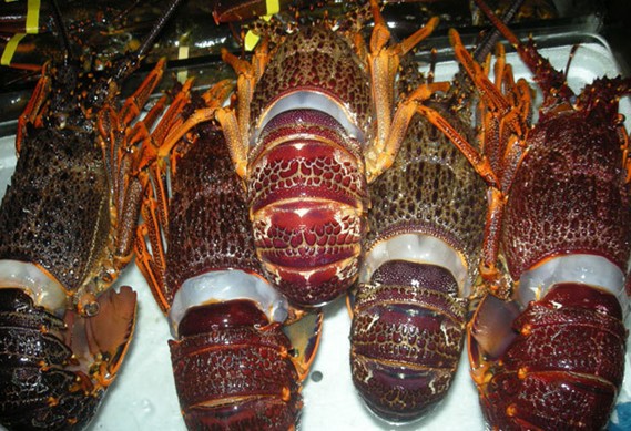 【生猛冰冻进口澳洲龙虾澳龙花龙红龙青龙】价