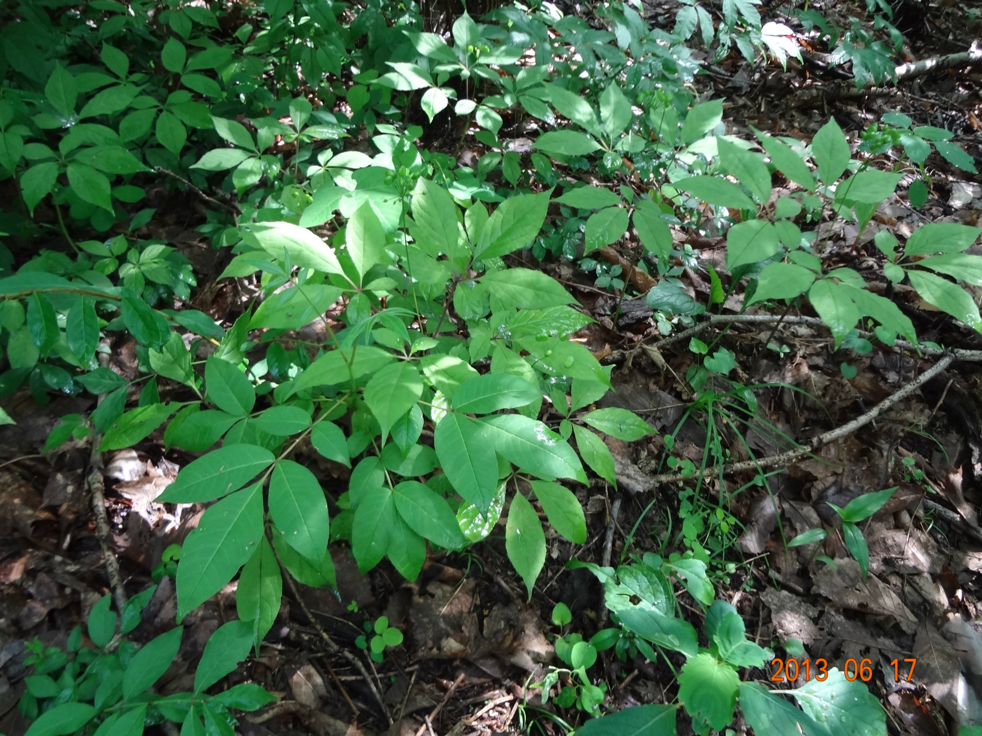 【清新田园 野山参、东北<em>人参</em>、高档滋补品 东