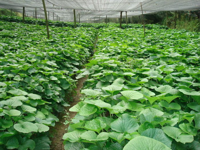 山葵种植条件