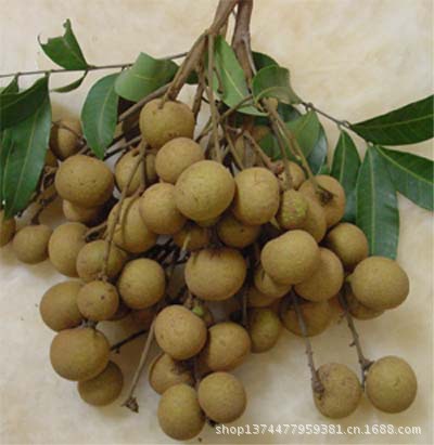 【龙眼肉提取物】价格,厂家,图片,植物提取物,湖