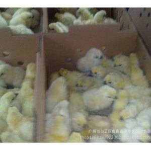 【竹鸡苗】竹鸡苗价格\/图片_竹鸡苗批发\/采购