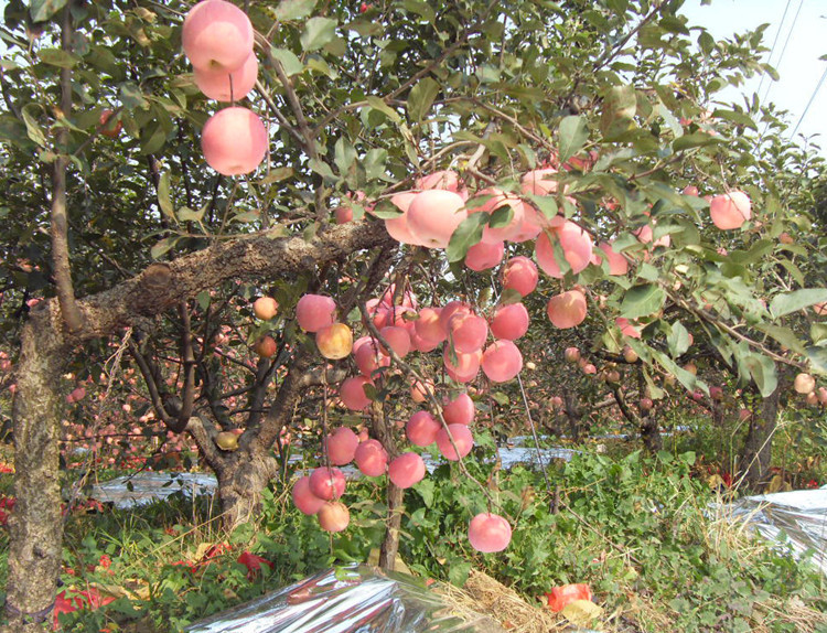 种苗、种子、种球-批发 优质果树种子苹果种子