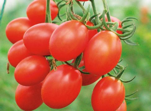 【纯天然食品迷你小番茄(圣女果|)营养价值高美
