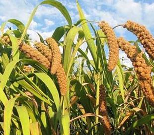 稻谷-马庙马坡金谷米-稻谷尽在阿里巴巴-金乡县