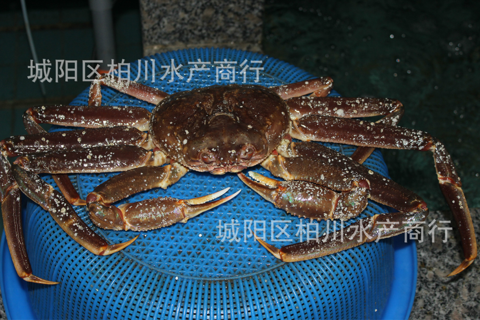 鲜活蟹类板蟹鳕蟹海鲜水产品籽蟹批发