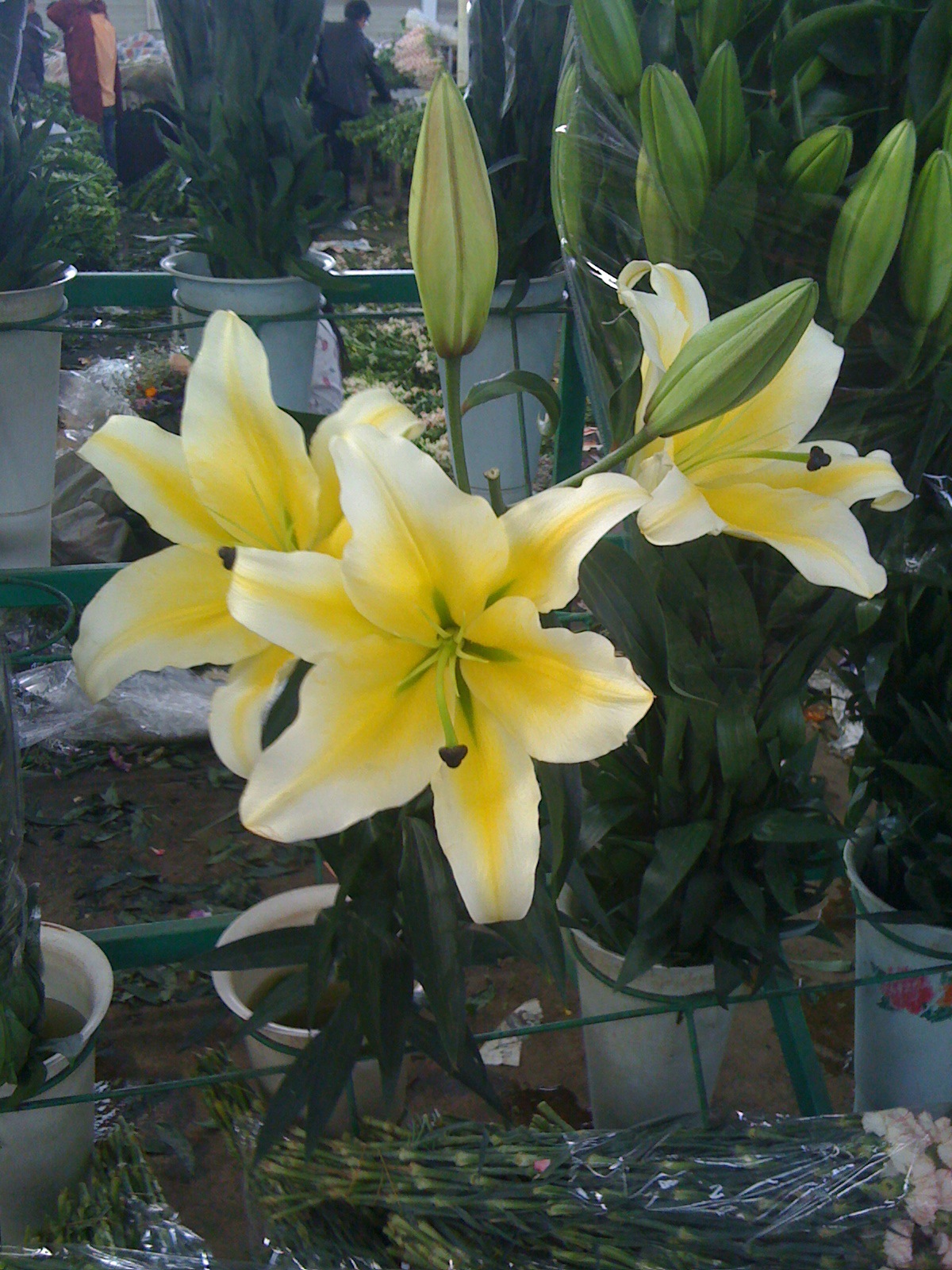 2013年7月14云南昆明优质鲜花,百合品种齐全批发