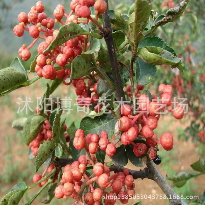 果树-供应盆栽果树苗木 猕猴桃苗 猴桃树苗嫁接