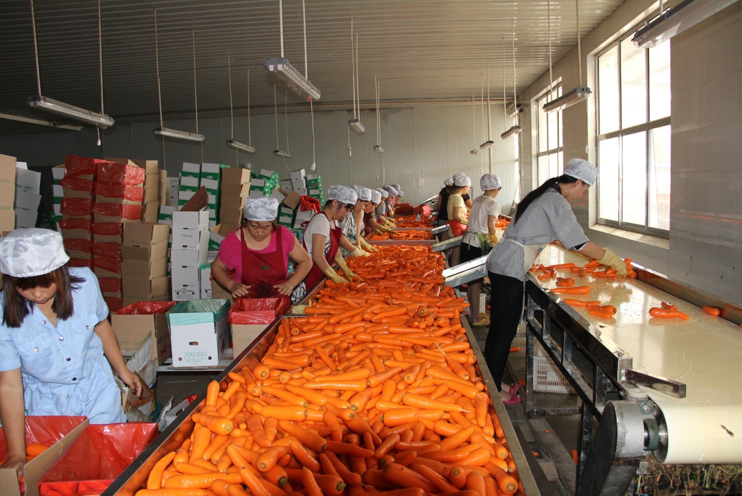 2012年公司加工生产蔬菜3万余吨,其中胡萝卜8000余吨,其他蔬菜13000