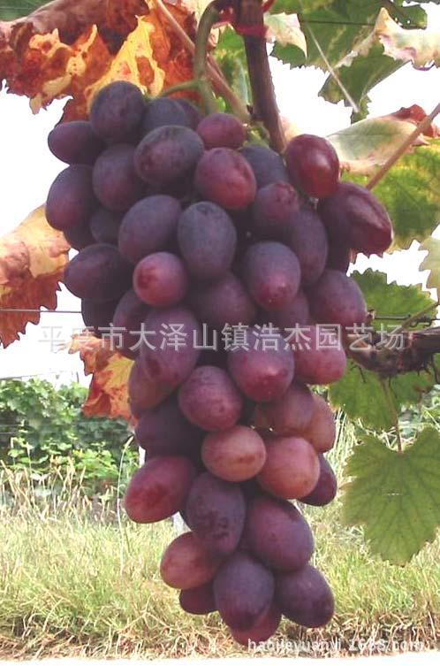 种苗-夏普蓝蓝莓种苗--阿里巴巴采购平台求购产