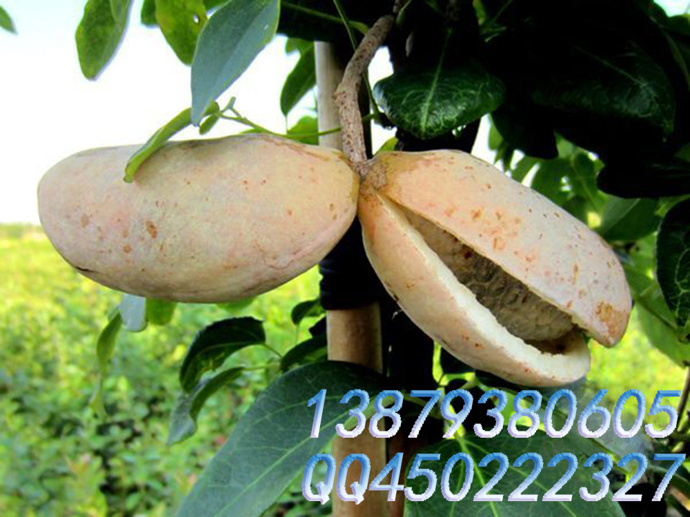 【肾宝八月瓜 特供八月瓜种苗】价格,厂家,图片