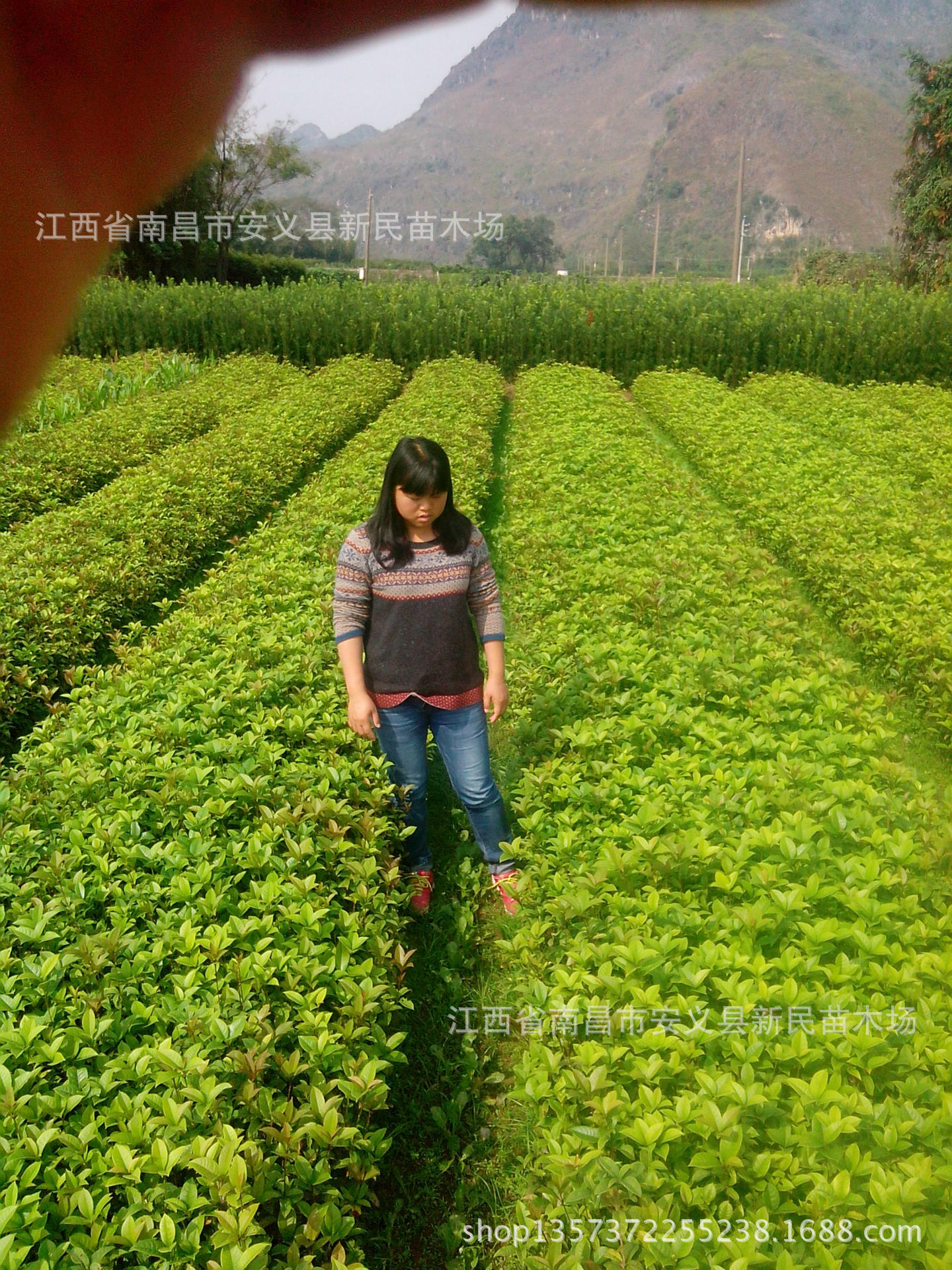 树苗-成都桂花树|成都银杏树苗价格--阿里巴巴