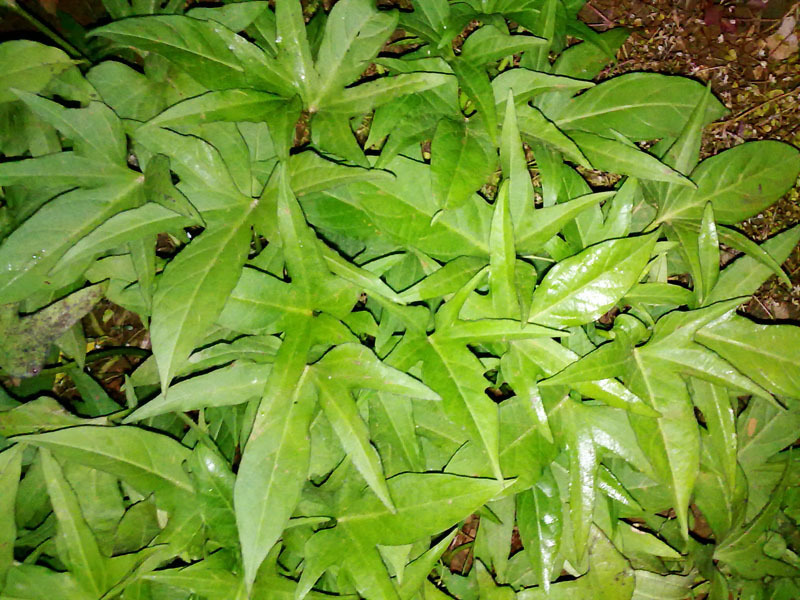 蔬菜种子、种苗-蔬菜新品种可食用番薯叶种苗