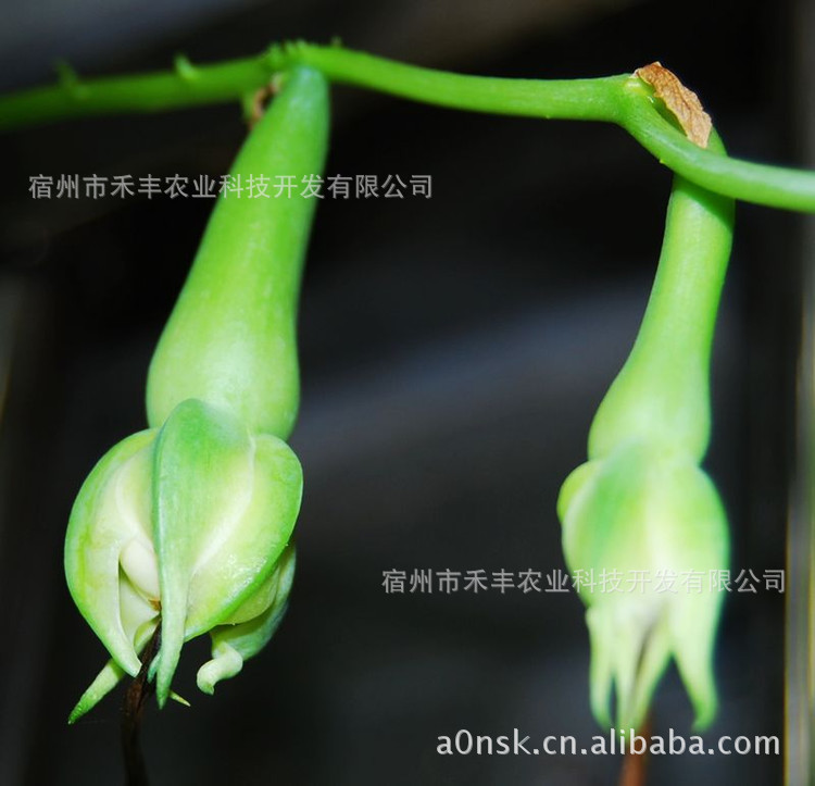 观花、观果、能治病的神秘金丝指葫芦盆景种子 宿州 ...