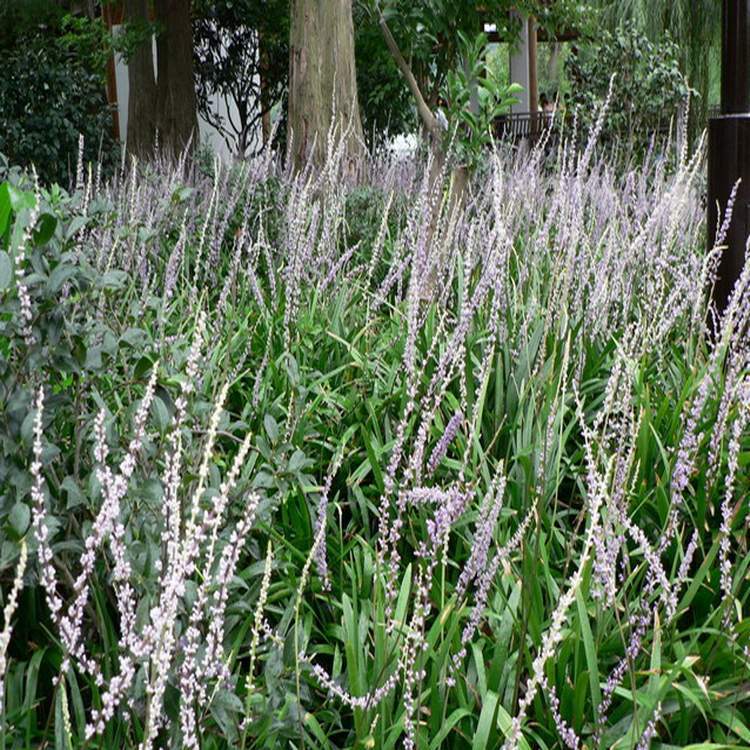 供应彩色地被植物-阔叶麦冬,大量出售阔叶麦冬