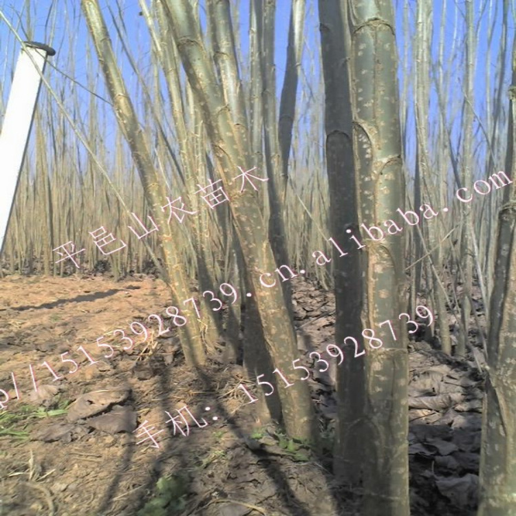 杨树苗-俄罗斯杨树苗,--阿里巴巴采购平台求购