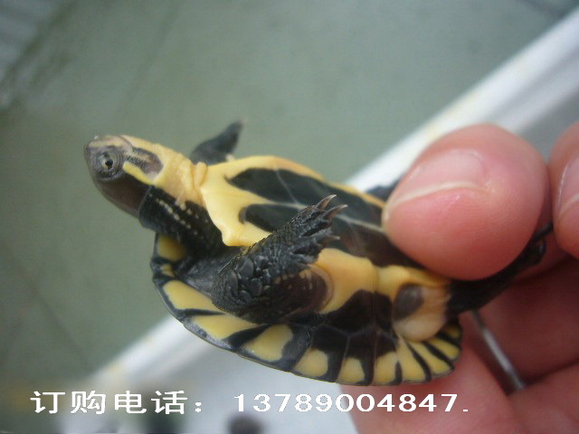 南种石龟 越南石金钱龟 种龟 石龟价格 广西石龟