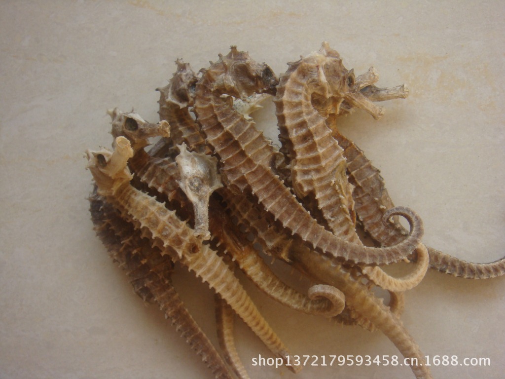 【正品海马批发野生海产品干货25-30头50克】价格,厂家,图片,干制水产品,苏州市沧浪区和盛南北货经营部-马可波罗网