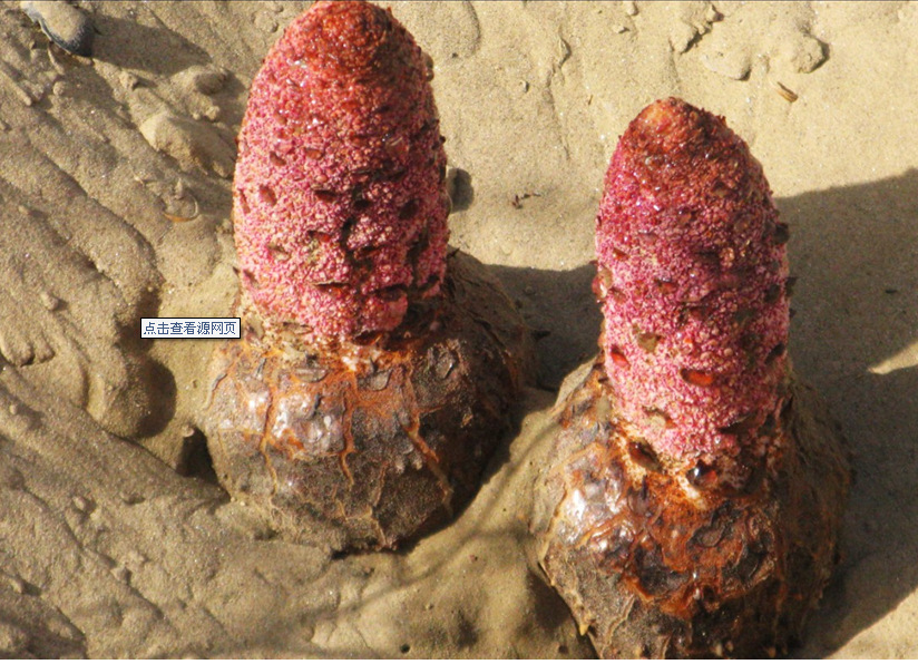 原药材-甘肃特产【200g锁阳王】 壮阳中药材