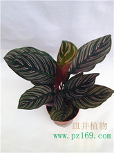 美丽竹芋_美丽竹芋价格_优质美丽竹芋批发\/采