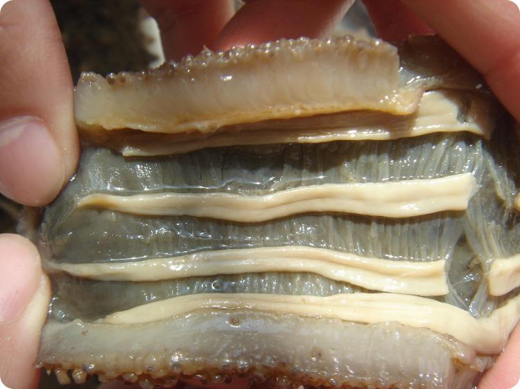 干制水产品-晓刚 青岛野生无糖淡干海参 海参干