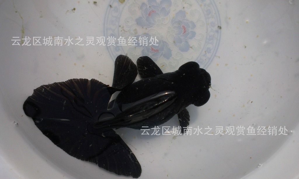 蝶尾金鱼精品金鱼徐州金鱼观赏鱼金鱼图片,客车视频大型图片