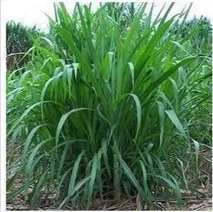 【皇竹草种子】皇竹草种子价格\/图片_皇竹草种