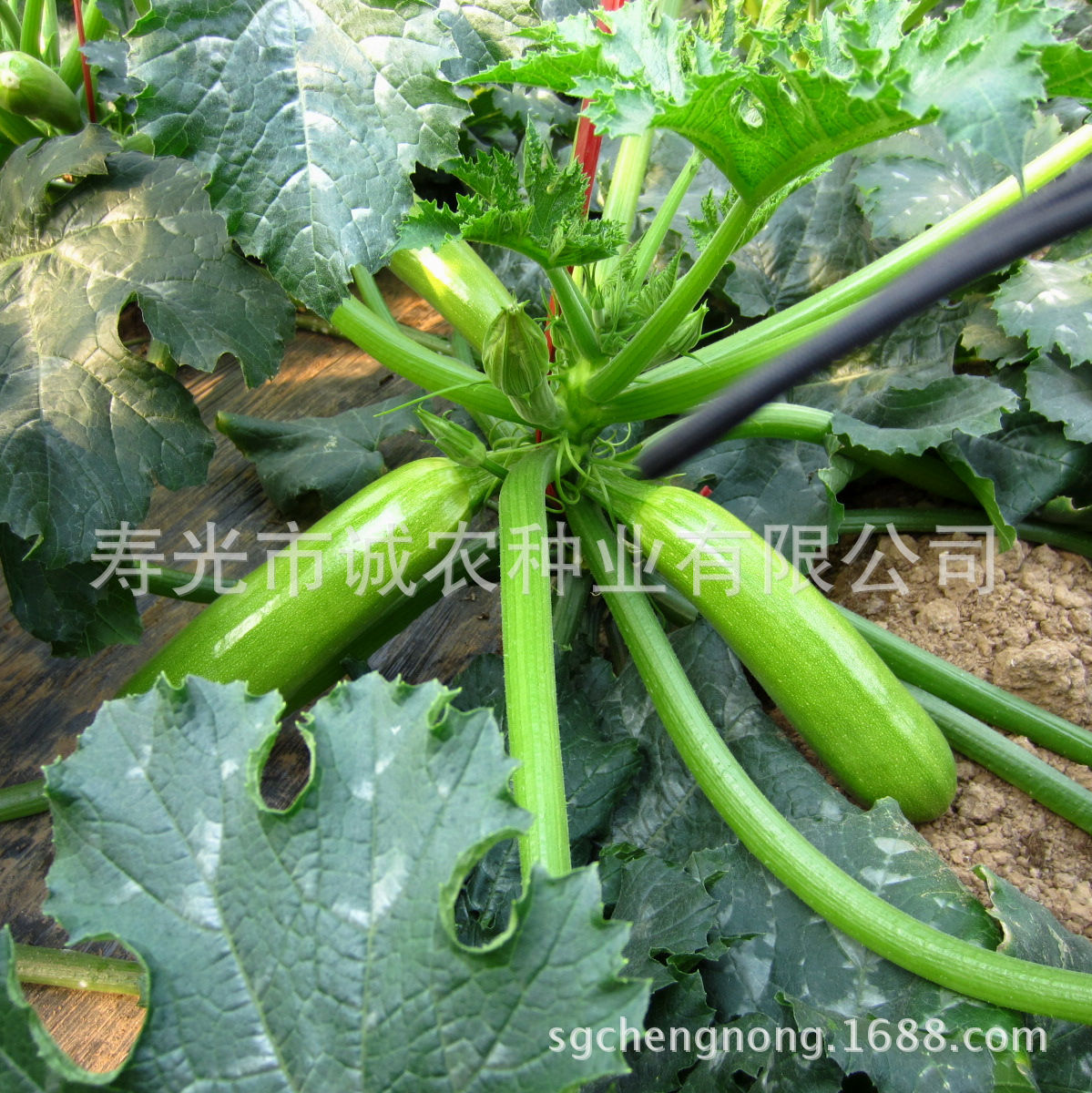 供应法国进口西葫芦种子 艾特绿 颜色翠绿 瓜型顺直 产量高