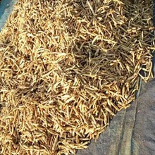 地龙草_地龙草批发_地龙草供应