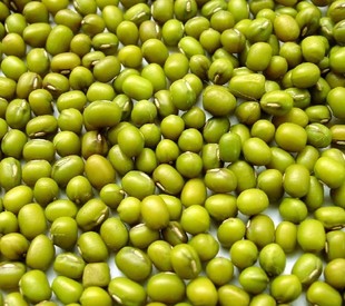 绿豆 绿豆批发 绿豆价格 绿豆出口 绿豆收购 豆类 东北绿豆