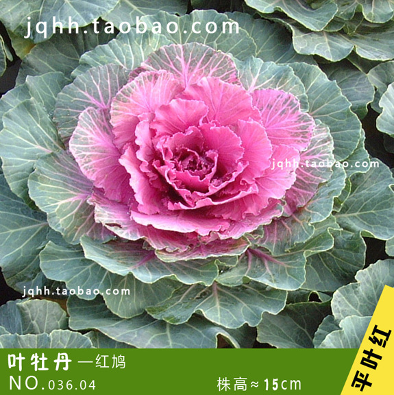 种苗-夏普蓝蓝莓种苗--阿里巴巴采购平台求购产