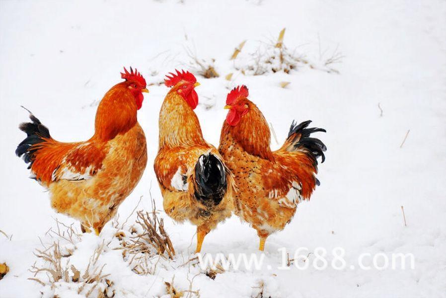 【发现农业商机:说说家乡土特产】+庄河大骨鸡