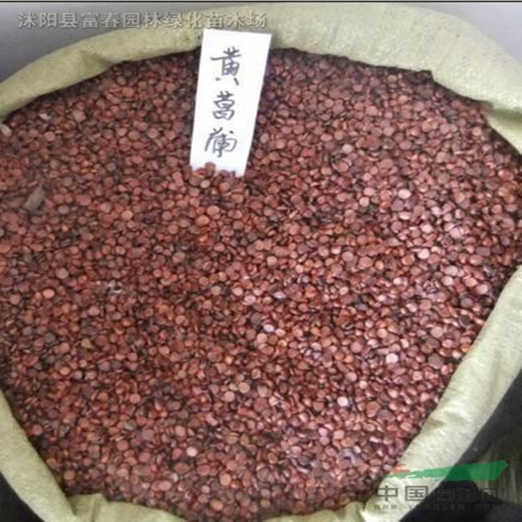 黄菖?
