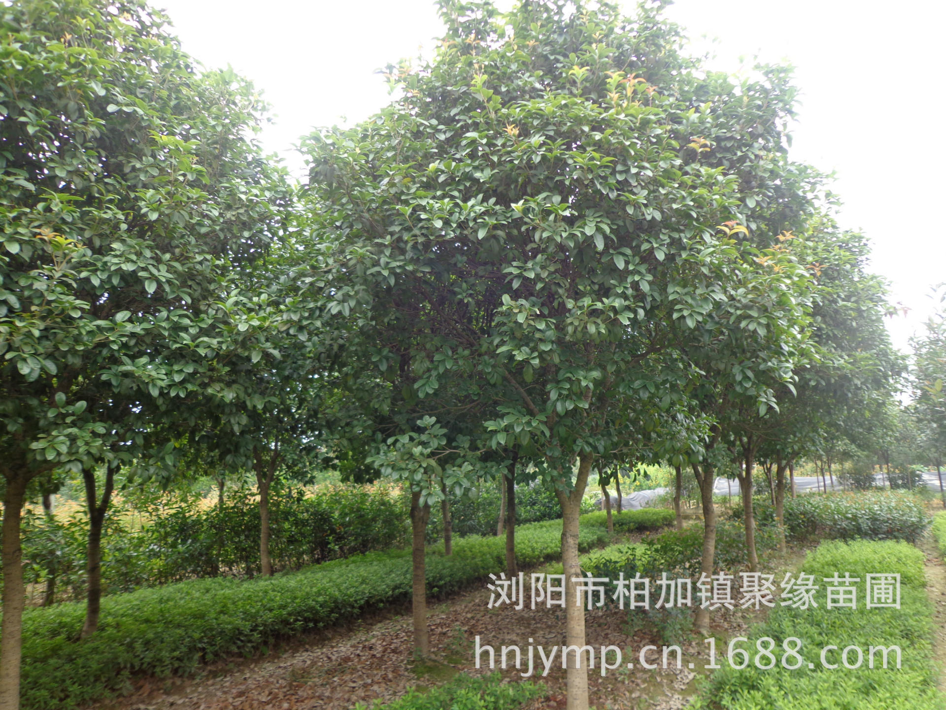 大量供应四季桂,花香,花色白色和黄色 树形优美 高大漂亮「乔木-马