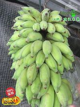 漳州香蕉_漳州香蕉批发_漳州香蕉供应