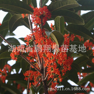 品质桂花树苗 新品种状元红桂花树苗 精品观赏芳香丹桂树苗批发