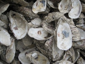 【牡蛎壳粉】牡蛎壳粉价格\/图片_牡蛎壳粉批发