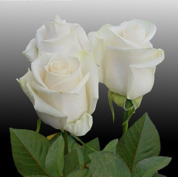 【芬得拉(白玫)批发-云南鲜花批发|鲜花价格查询|超玫批发|婚庆鲜花】价格,厂家,图片,,云南易特佳科技有限公司-马可波罗网