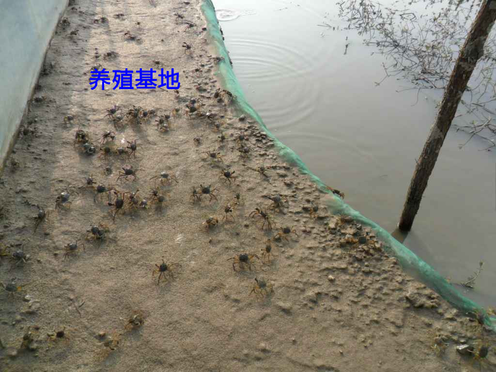 阳澄湖大闸蟹苗养殖户便宜批发 成活率高图片_6