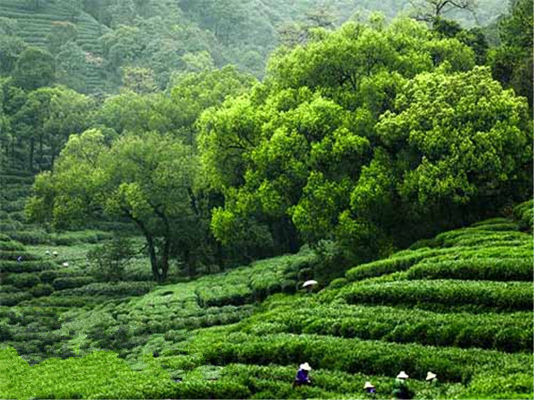 【2013新茶浙江大佛龙井茶 产地直销 正宗高山