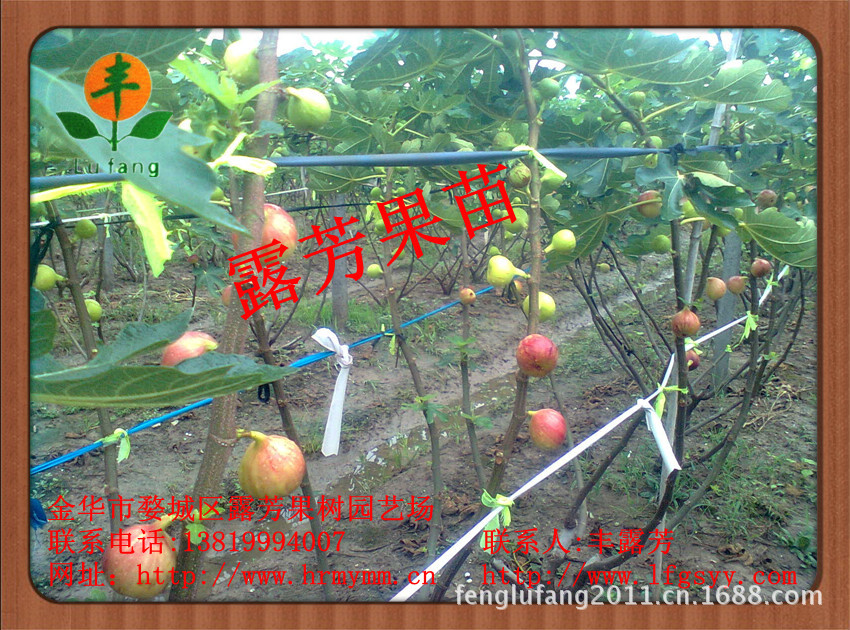 麦斯依陶芬无花果