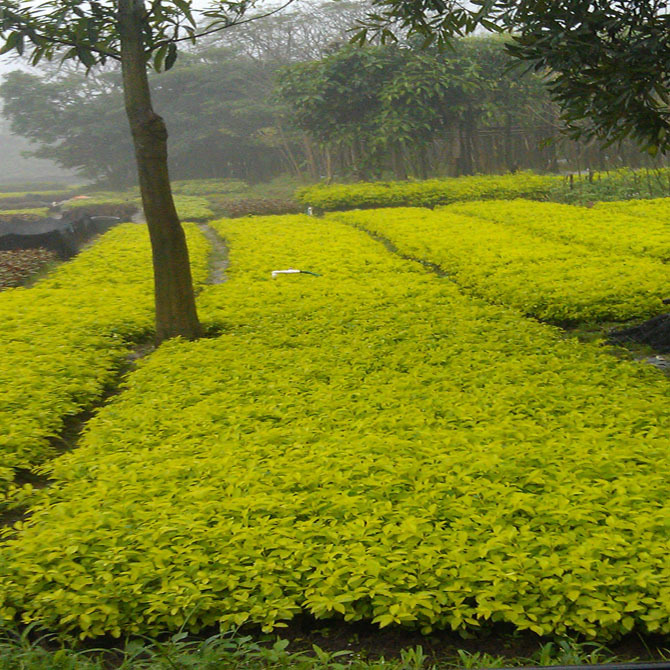 黄金叶,绿化工程适用苗木图片,黄金叶,绿化工程