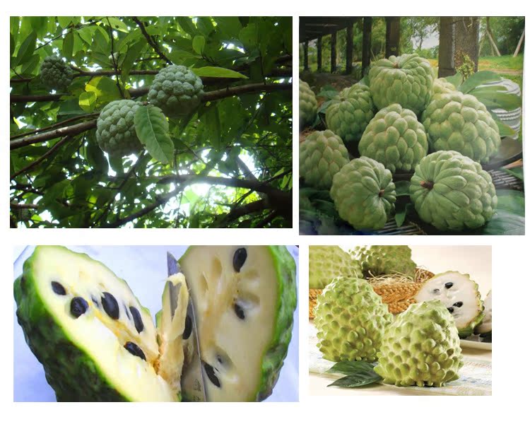 果园时代 台湾牛奶释迦/佛头凤梨释迦水果/新鲜番荔枝