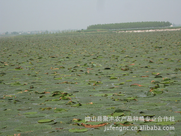 其他坚果、干果生货-产地供应微山湖野生芡实